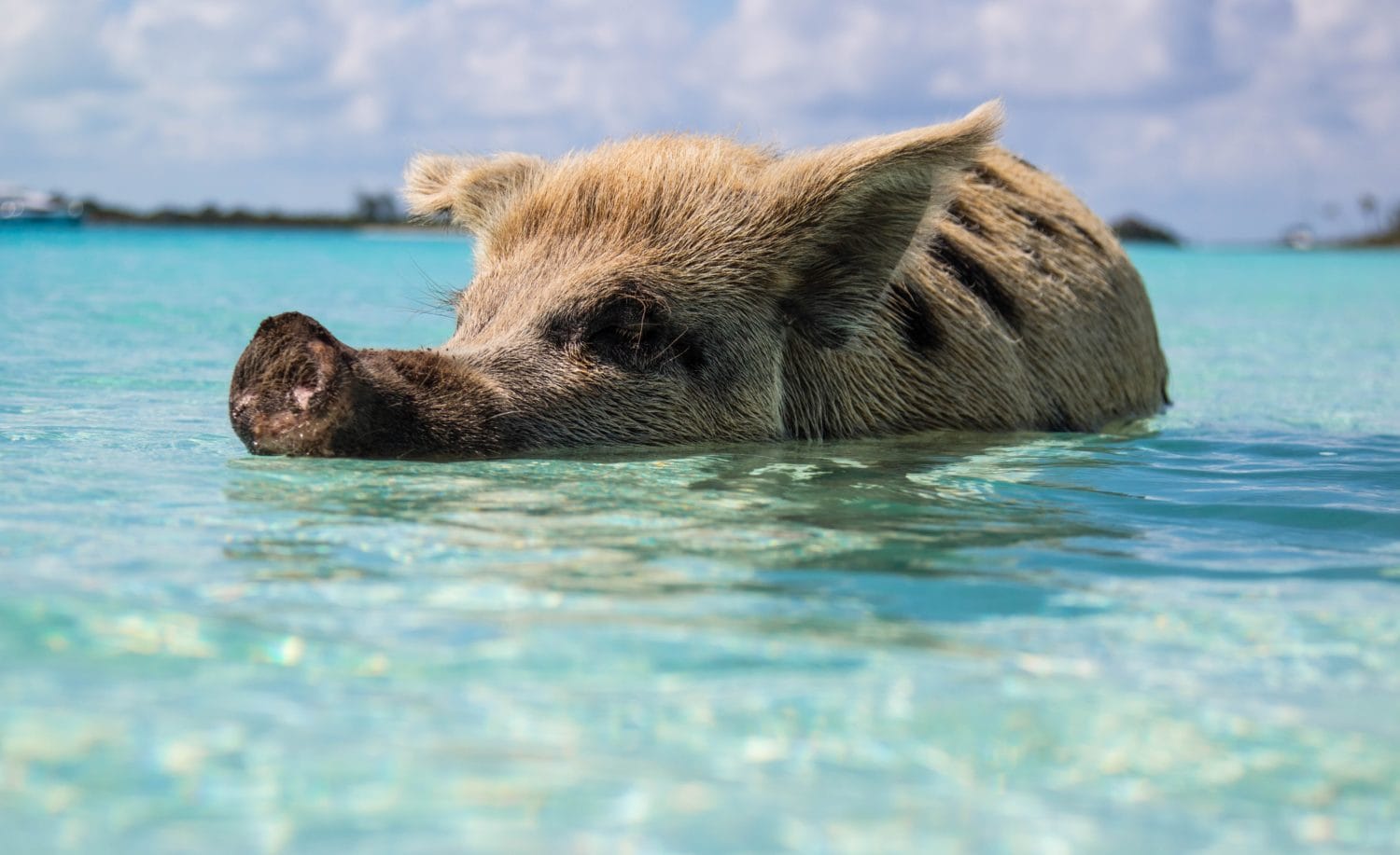Pig swimming in the bahamas
