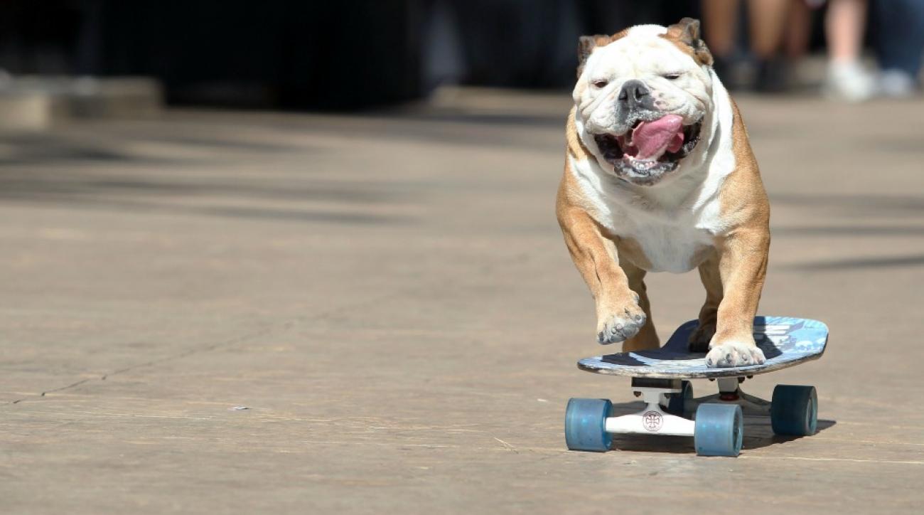 Tillman the bulldog skateboarding