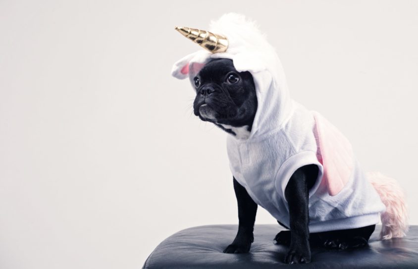 Unicorn Dog