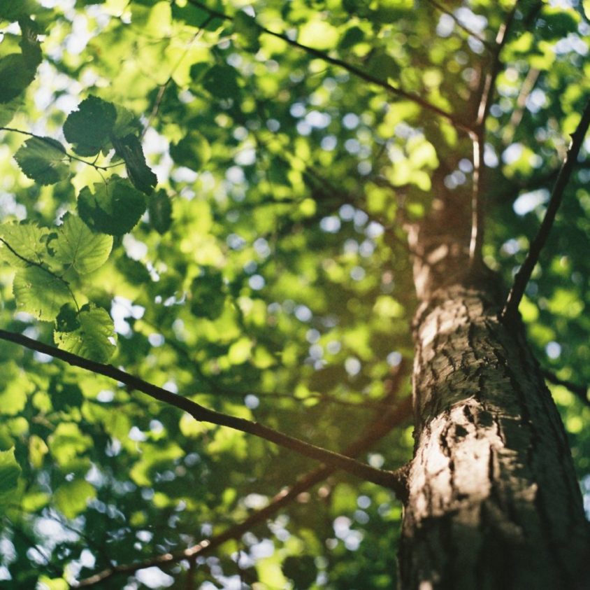 image of trees